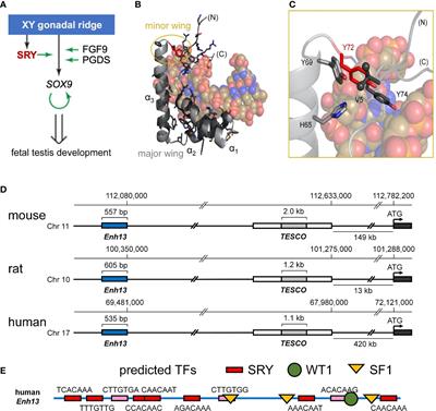 Tenuous transcriptional threshold of human sex determination. II. SRY exploits water-mediated clamp at the edge of ambiguity